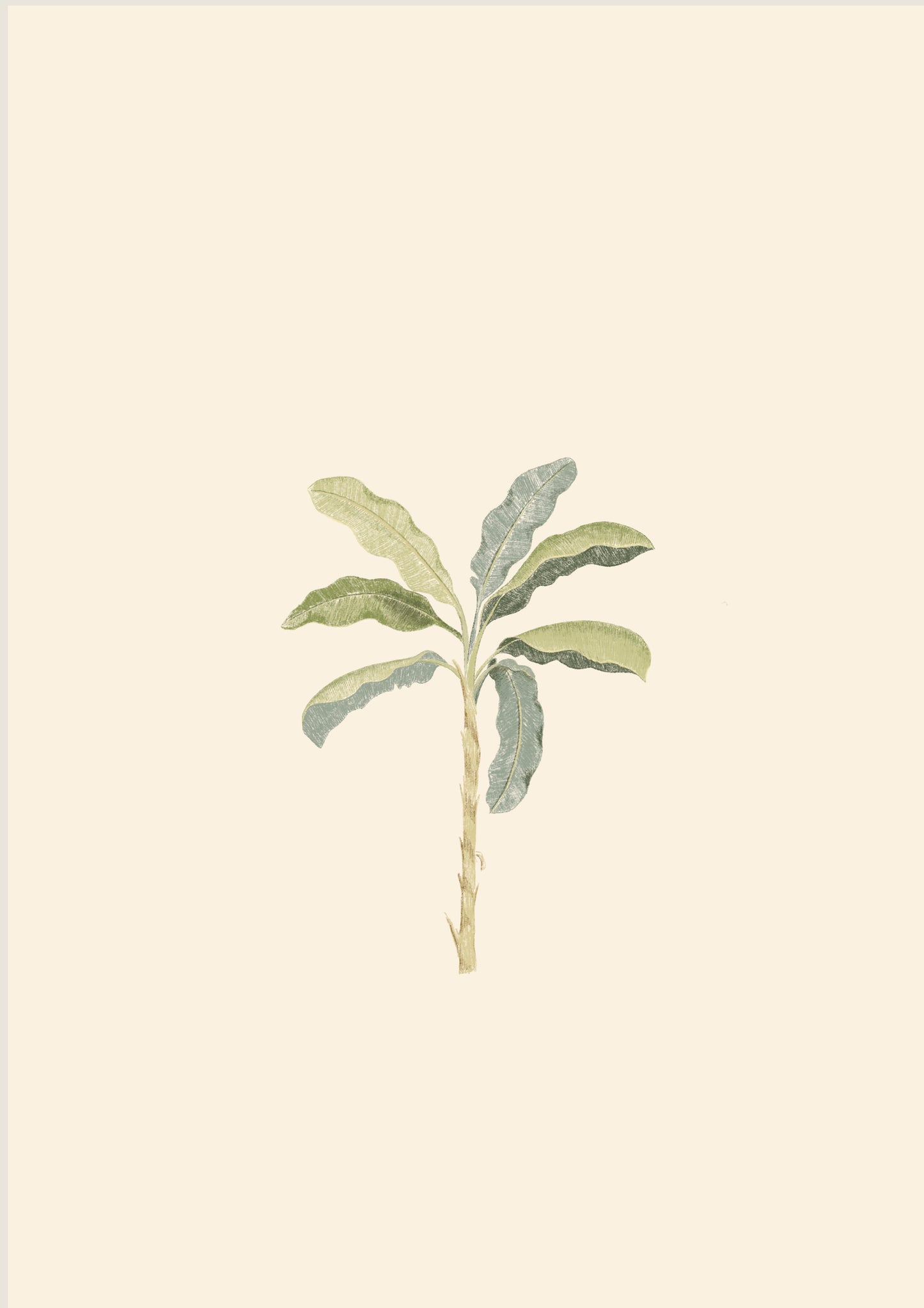 Banana Palm