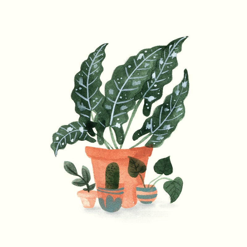 All the Plantses